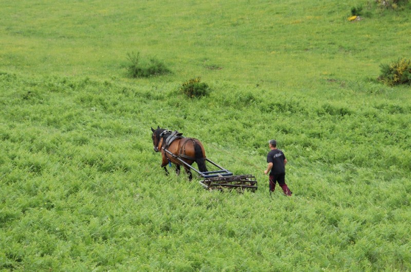 Expérimentation du rouleau brise-fougères par traction animale sur le flanc sud du puy de Pourcharet (estive de Récoleine)- 2023 C.COULON - PNR des Volcans d’Auvergne